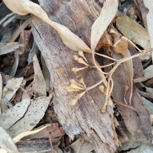 Eucalyptus nortonii at Fadden, ACT - 18 Feb 2023 07:40 PM