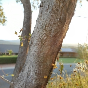 Eucalyptus nortonii at Fadden, ACT - 18 Feb 2023 07:40 PM