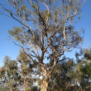 Eucalyptus rossii at Wanniassa Hill - 18 Feb 2023 07:45 PM