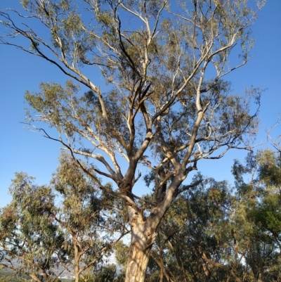 Eucalyptus rossii (Inland Scribbly Gum) at Fadden, ACT - 18 Feb 2023 by KumikoCallaway
