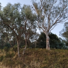 Eucalyptus rossii at Wanniassa Hill - 18 Feb 2023 07:45 PM