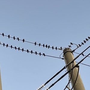 Sturnus vulgaris at Casey, ACT - 18 Feb 2023