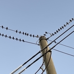 Sturnus vulgaris at Casey, ACT - 18 Feb 2023