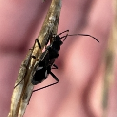 Dieuches sp. (genus) (Black and White Seed Bug) at Casey, ACT - 18 Feb 2023 by Hejor1