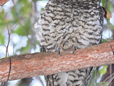 Ninox strenua (Powerful Owl) at Thirlmere, NSW - 3 Dec 2022 by Freebird