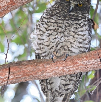 Ninox strenua (Powerful Owl) at Wollondilly Local Government Area - 3 Dec 2022 by Freebird