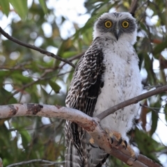 Ninox strenua at Thirlmere, NSW - suppressed