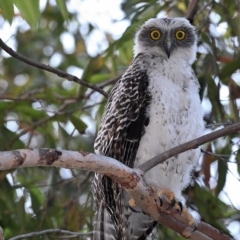 Ninox strenua at Thirlmere, NSW - 3 Dec 2022