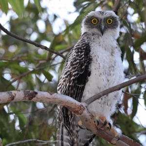 Ninox strenua at Thirlmere, NSW - suppressed