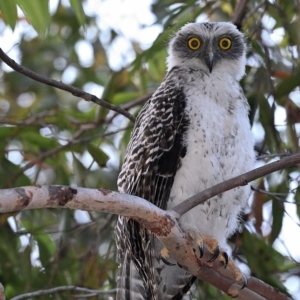 Ninox strenua at Thirlmere, NSW - 3 Dec 2022