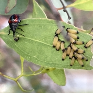 Oechalia schellenbergii at Ngunnawal, ACT - 18 Feb 2023 07:46 PM