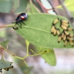 Oechalia schellenbergii at Ngunnawal, ACT - 18 Feb 2023 07:46 PM