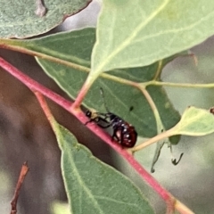 Oechalia schellenbergii at Ngunnawal, ACT - 18 Feb 2023 07:46 PM