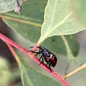 Oechalia schellenbergii at Ngunnawal, ACT - 18 Feb 2023 07:46 PM