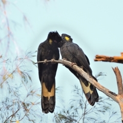 Zanda funerea (Yellow-tailed Black-Cockatoo) at Thirlmere Lakes National Park - 3 Dec 2022 by Freebird