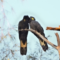 Zanda funerea (Yellow-tailed Black-Cockatoo) at Thirlmere, NSW - 3 Dec 2022 by Freebird
