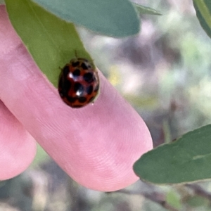 Harmonia conformis at Ngunnawal, ACT - 18 Feb 2023