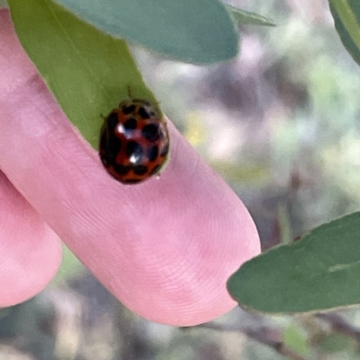 Harmonia conformis (Common Spotted Ladybird) at Ngunnawal, ACT - 18 Feb 2023 by Hejor1