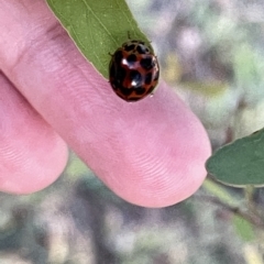 Harmonia conformis at Ngunnawal, ACT - 18 Feb 2023