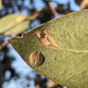 Creiis costatus at Casey, ACT - 18 Feb 2023 07:25 PM