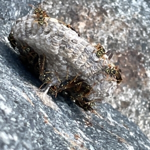 Polistes (Polistes) chinensis at Casey, ACT - 18 Feb 2023