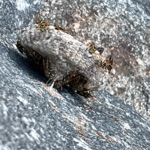 Polistes (Polistes) chinensis at Casey, ACT - 18 Feb 2023