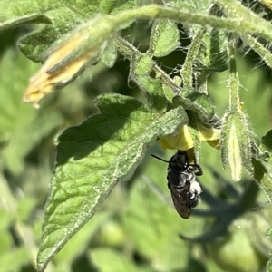 Halictidae (family) at Casey, ACT - 18 Feb 2023