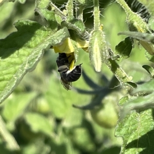 Halictidae (family) at Casey, ACT - 18 Feb 2023