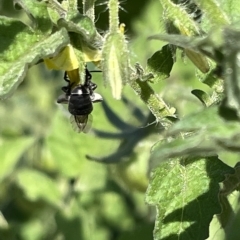 Halictidae (family) at Casey, ACT - 18 Feb 2023