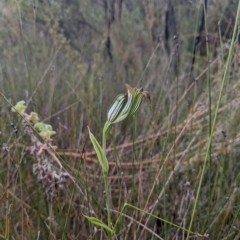 Pterostylis recurva (Jug Orchid) at Kalgan, WA - 24 Jul 2022 by MattM