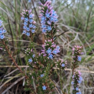 Andersonia caerulea at Kalgan, WA - 24 Jul 2022