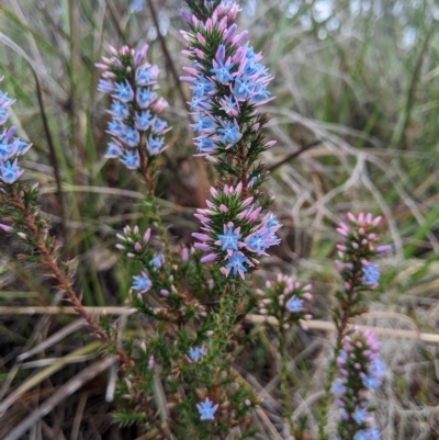 Andersonia caerulea (Foxtails) at Gull Rock National Park - 24 Jul 2022 by MattM