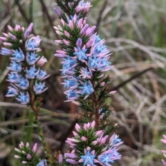 Andersonia caerulea at Kalgan, WA - 24 Jul 2022