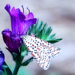 Utetheisa pulchelloides (Heliotrope Moth) at Yass, NSW - 16 Feb 2023 by davobj