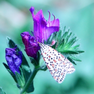 Utetheisa pulchelloides at Yass, NSW - 16 Feb 2023