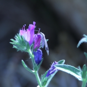 Utetheisa pulchelloides at Yass, NSW - 16 Feb 2023