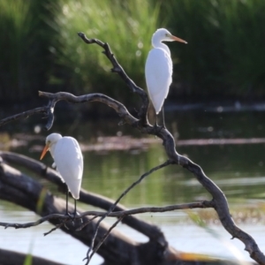 Ardea intermedia at Fyshwick, ACT - 18 Feb 2023