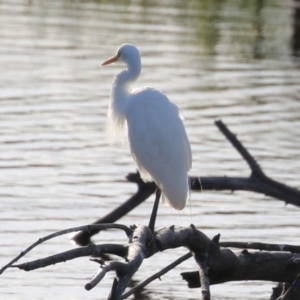 Ardea plumifera at Fyshwick, ACT - 18 Feb 2023 06:31 PM