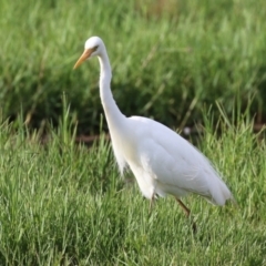 Ardea plumifera at Fyshwick, ACT - 18 Feb 2023 06:31 PM