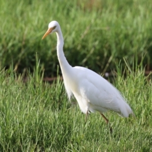 Ardea plumifera at Fyshwick, ACT - 18 Feb 2023 06:31 PM