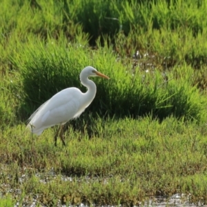 Ardea plumifera at Fyshwick, ACT - 18 Feb 2023 06:31 PM