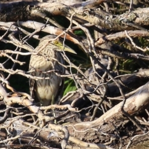 Nycticorax caledonicus at Fyshwick, ACT - 18 Feb 2023 06:34 PM