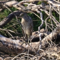 Nycticorax caledonicus at Fyshwick, ACT - 18 Feb 2023 06:34 PM