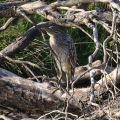 Nycticorax caledonicus at Fyshwick, ACT - 18 Feb 2023 06:34 PM