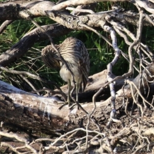 Nycticorax caledonicus at Fyshwick, ACT - 18 Feb 2023 06:34 PM