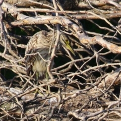 Nycticorax caledonicus at Fyshwick, ACT - 18 Feb 2023 06:34 PM