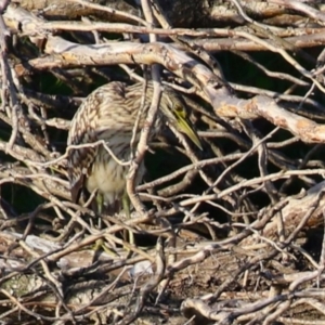 Nycticorax caledonicus at Fyshwick, ACT - 18 Feb 2023 06:34 PM