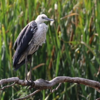 Ardea pacifica (White-necked Heron) at Fyshwick, ACT - 18 Feb 2023 by RodDeb