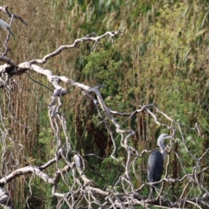 Ardea pacifica at Fyshwick, ACT - 18 Feb 2023