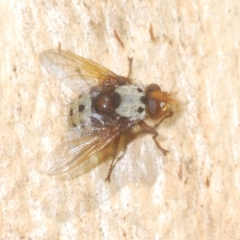 Metaphryno bella (Bristle fly) at Tinderry, NSW - 16 Feb 2023 by Harrisi
